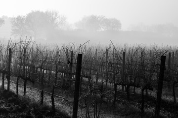 A vineyard field in the middle of mist and fog, with some barely visible trees silhouettes at the distance