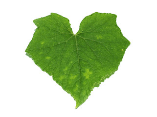 Cucumber leaves isolated on a white background