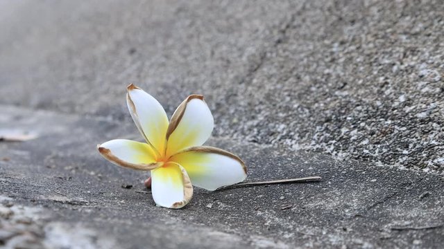 Beautiful sweet Plumeria flowers, blooming, concept for background texture. Vintage and natural background. close up flower. falling on the floor.
