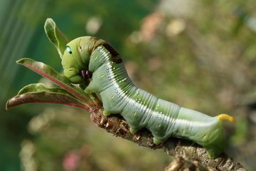 A green caterpillar eating leaves.