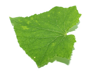 Cucumber leaves isolated on a white background