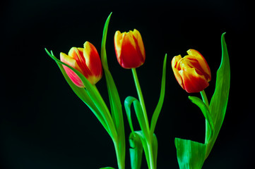 Lovely bright three flowers of tulips of red and yellow color. Still life. Black background