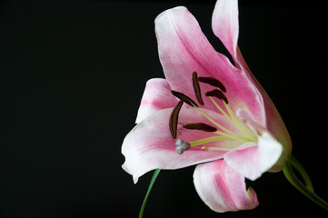 Tender pink lily on the black background