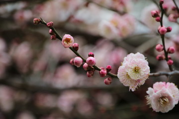  神社に咲く梅の花