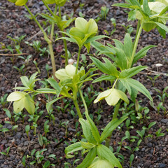 Hellébore vert (Helleborus viridis)