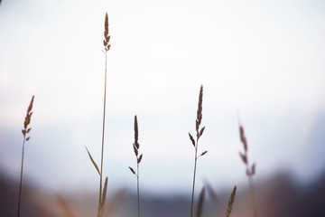 Fog in the field. Evening nature summer with white fog.