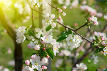 The Apple tree blooms. Spring flowers. toned