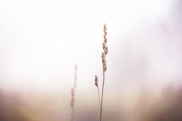 Fog in the field. Evening nature summer with white fog.