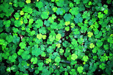 Background from plant clover four leaf. Irish traditional symbol. St.Patrick 's Day.