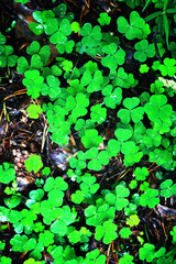 Background from plant clover four leaf. Irish traditional symbol. St.Patrick 's Day.