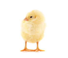 Small yellow chicken.