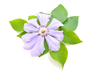 Blue clematis with green leaves.