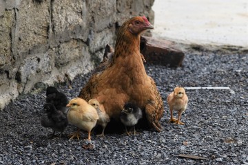 Close up yellow and black little chicks and chicken on the floor.