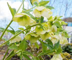 Hellébore vert (Helleborus viridis)