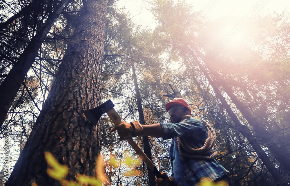 Wall mural male worker with an ax chopping a tree in the forest.