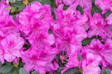 Fototapeta premium royal azalea blossom, violet, radiant color. Flowering purple azaleas in the winter garden. Horizontal closeup image of Rhododendron. Season of flowering azaleas