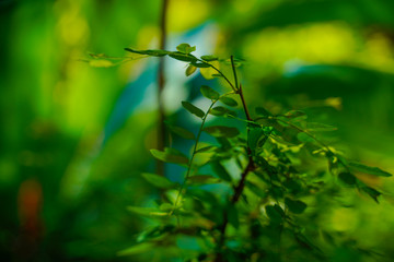 gaultheria procumbens plant in Kerala 