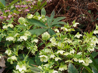 Helleborus viridis - Hellébore vert au feuillage découpé, denté et palmée, aux fleurs de vert pâle à vert pomme