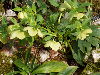 Helleborus viridis - Hellébore vert au feuillage découpé, denté et palmée, aux fleurs de vert pâle à vert pomme
