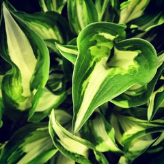 green leaves on white background
