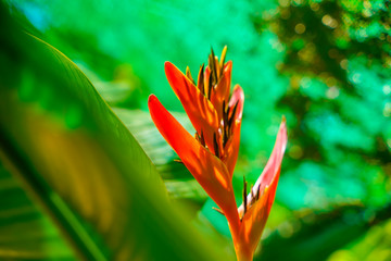 Red color flower in garden 