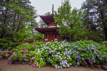 奈良　久米寺の紫陽花