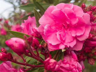 Pink flowers of common peonys. Paeonia officinalis