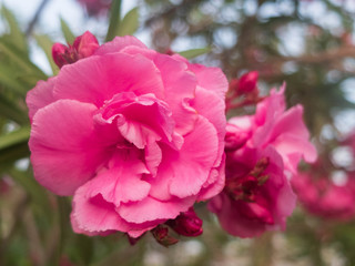 Pink flowers of common peonys. Paeonia officinalis