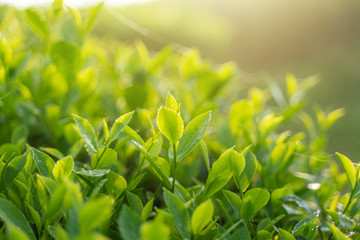 Green tea buds and leaves at early morning on plantation