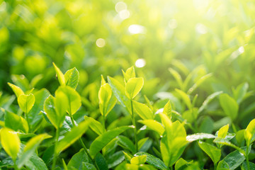 Green tea buds and leaves at early morning on plantation