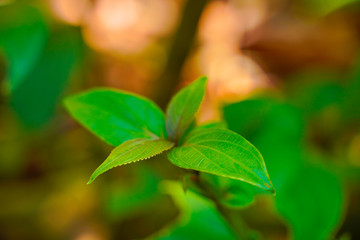 Fototapeta na wymiar close-up vie of tea leaf in Kerala India