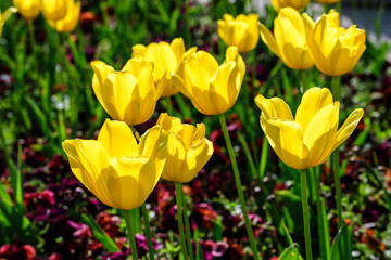 Close up of many delicate yellow tulips in full bloom in a sunny spring garden, beautiful outdoor floral background