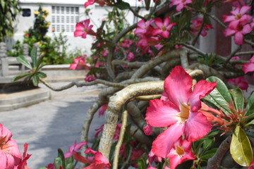 Desert Rose Tropical flower (Also called Impala Lily, Mock Azalea, Pink adenium)