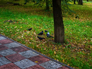 pigeons on the ground under a tree in a Park, Moscow