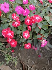 New Guinea impatiens also called as Impatiens hawkeri