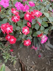 New Guinea impatiens also called as Impatiens hawkeri