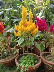 celosia argentea, cock's comb or chinese wool flower
