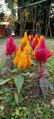 celosia argentea, cock's comb or chinese wool flower