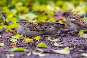 sparrow in the beautiful green forest