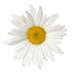 Daisy single flower head with yellow center isolated on white background