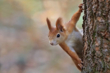 Red squirrel climbing an old tree and looking curiously straight into the camera. Wildlife in November forest. Sciurus vulgaris.