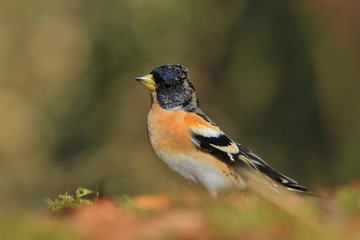 Brambling (Fringilla montifringilla) in its natural habitat in Czech republic. Songbird sitting on the ground