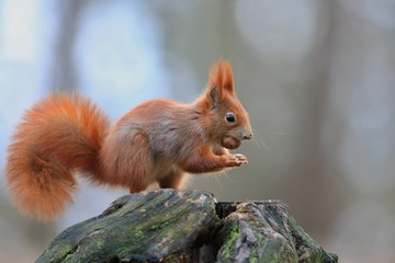 Art view on wild nature. Cute red squirrel with long pointed ears in autumn scene . Wildlife in october forest. . Sciurus vulgaris