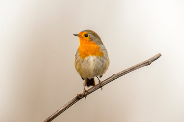 european robin in the beautiful green forest