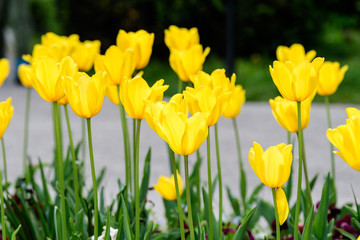 Close up of many delicate yellow tulips in full bloom in a sunny spring garden, beautiful outdoor floral background