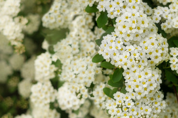 Blooming branch with white spring flowers. Spring flowers background. Selective focus.