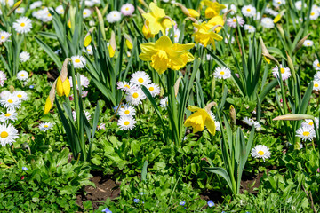 Side view of large group of Daisies or Bellis perennis white and pink flowers and yellow daffodils in direct sunlight, in a sunny spring garden, beautiful outdoor floral background