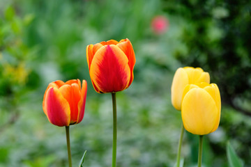 Obraz premium Close up of four delicate red and yellow tulips in full bloom in a sunny spring garden, beautiful outdoor floral background