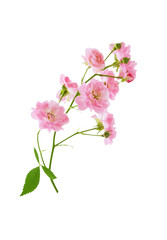 Fototapeta na wymiar Small pink rose flowers on branch isolated on white background with clipping path
