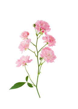 Rose branch with pink flowers isolated on white background with clipping path